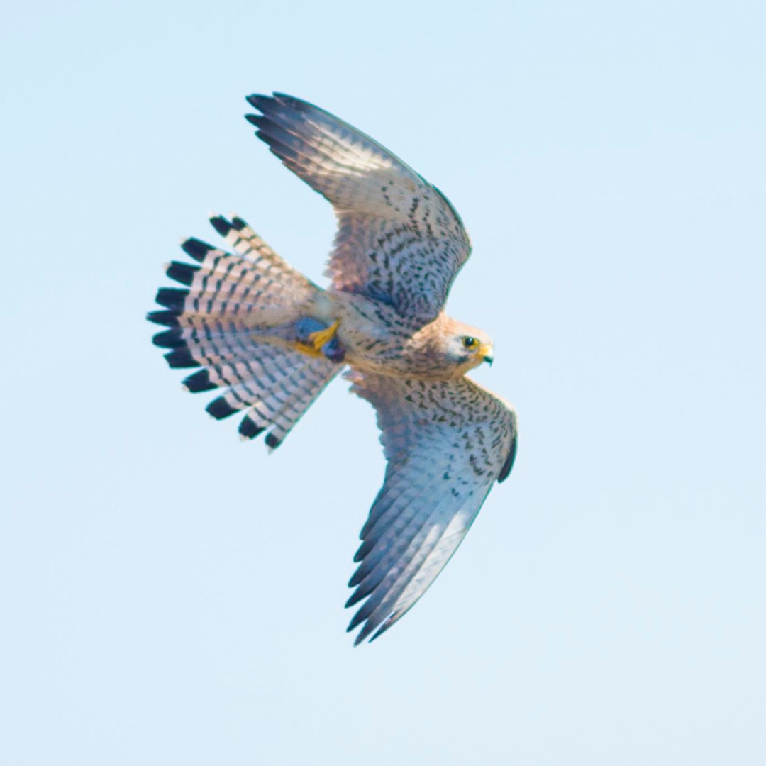 Peregrine Falcon (Falco peregrinus), Photo: Elizabeth Streeter/Rangers Without Borders Peregrine Falcon (Falco peregrinus), Photo: Elizabeth Streeter/Rangers Without Borders